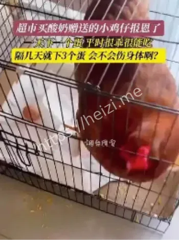 超市酸奶赠雏鸡活动