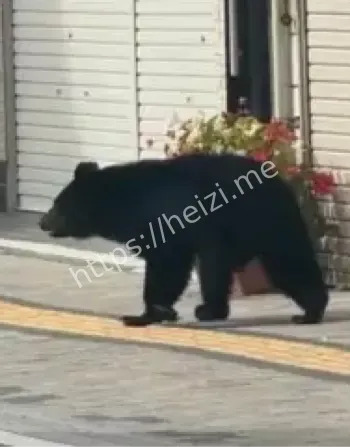 日本熊害频发报纸配送安全